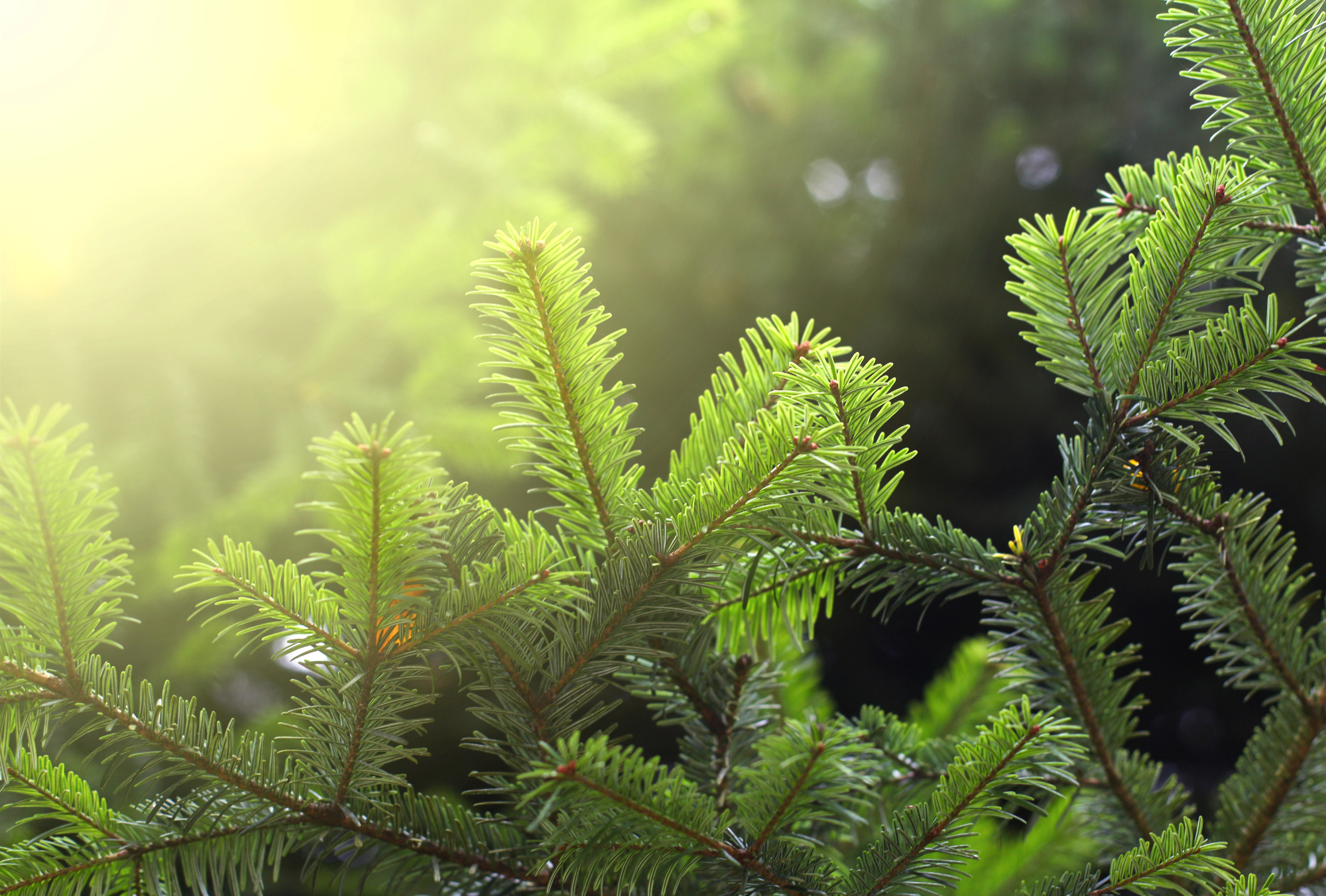 Nisem vedela, da so iglavci na voljo tudi po spletu